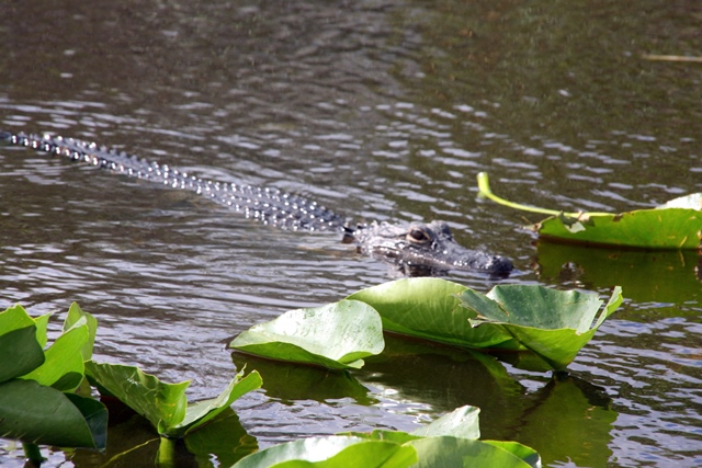 Alligator in den Everglades