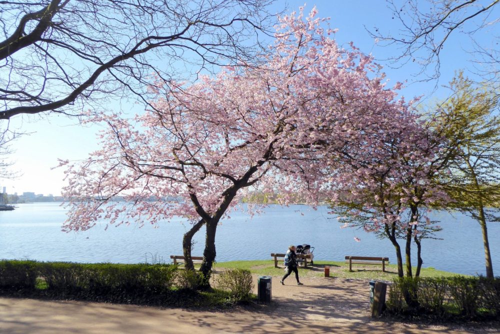 Frühling an der Außenalster