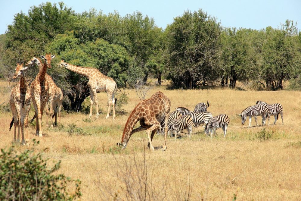 Kruger Park