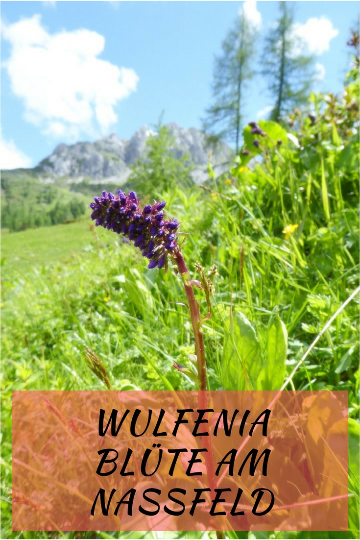 Wulfenia Blüte am Nassfeld