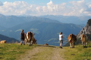 Kuhtreiben-alm