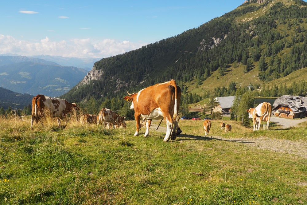 Die Kuh: Sinnbild für die Alm