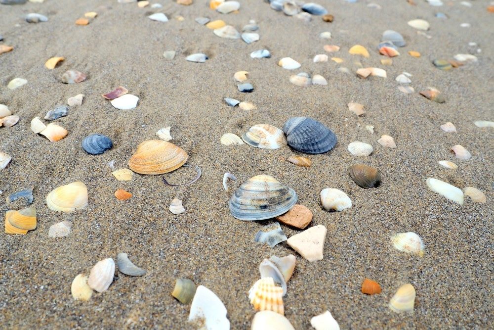 Strand Muscheln in Jesolo