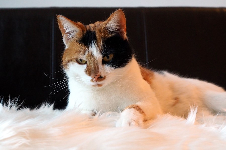 Katze Calico
