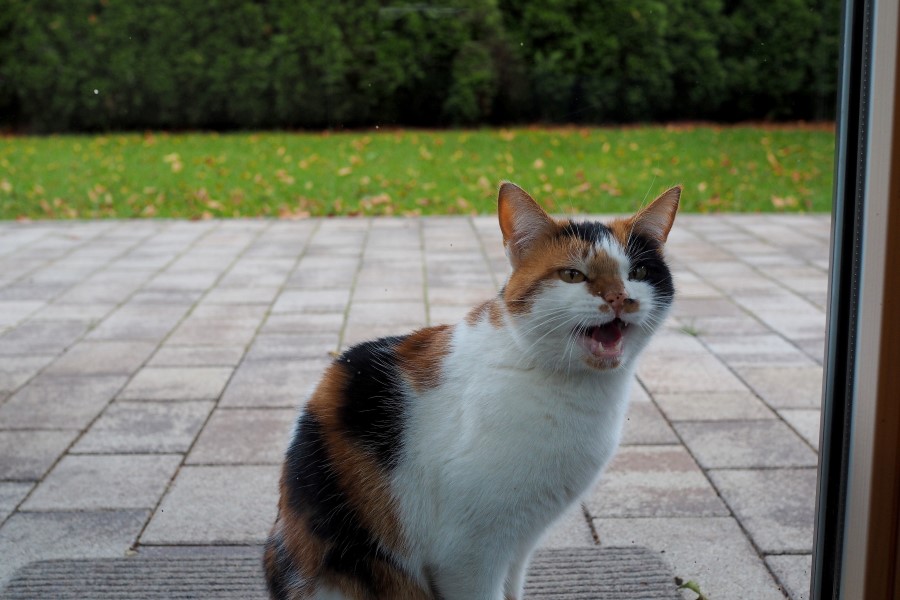 Katze-Tortitude