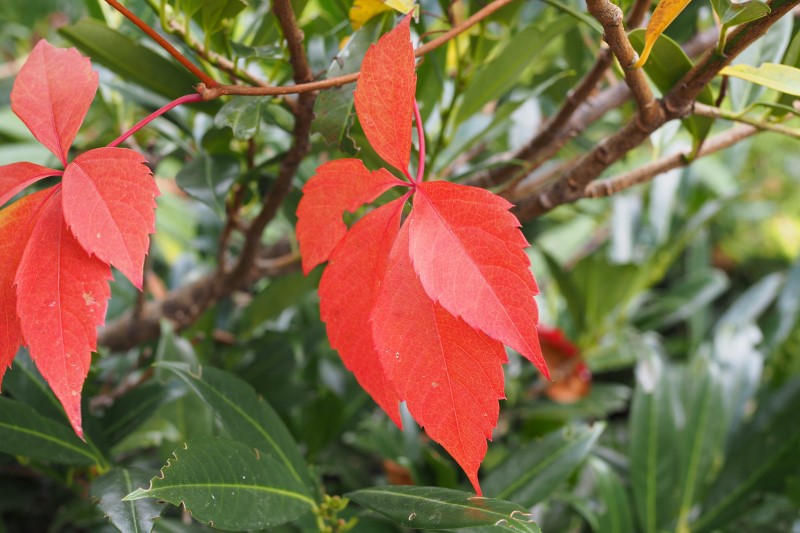 Herbstblätter-Kärnten