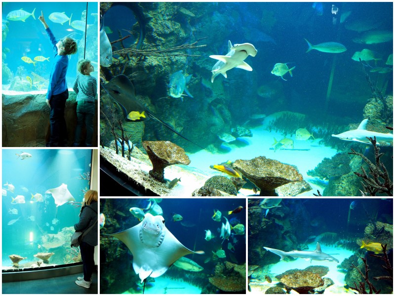 haus-des-meeres-fische