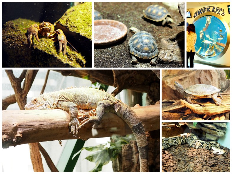 Haus-des-Meeres_viele-tiere