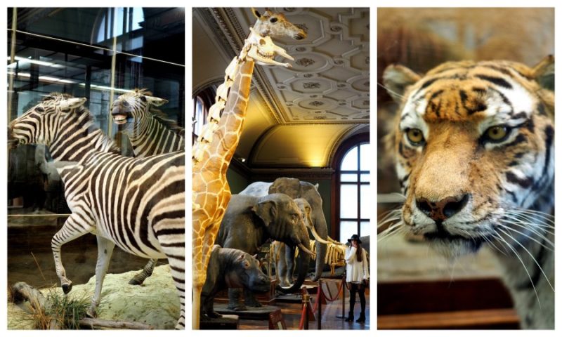 Afrika im Naturhistorischen Museum