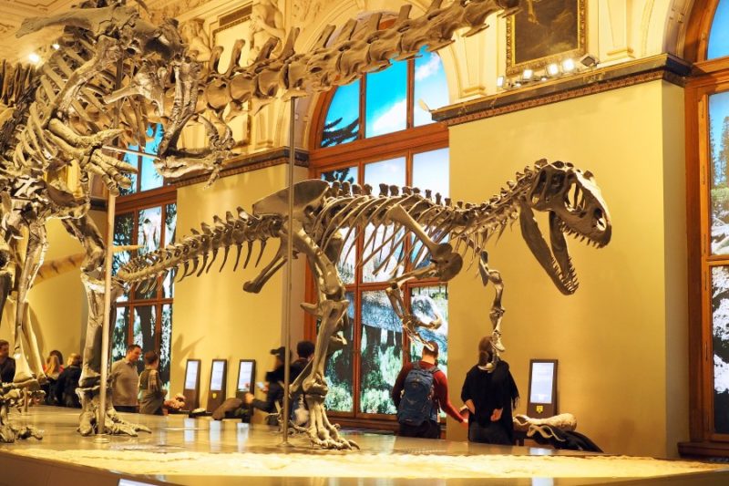 Dinosaurier in Wien treffen