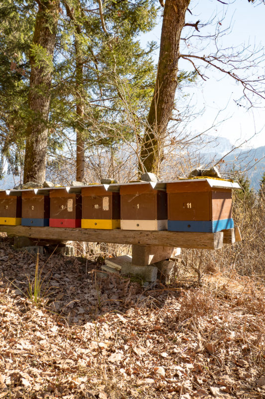 Bienenstöcke am Waldrand