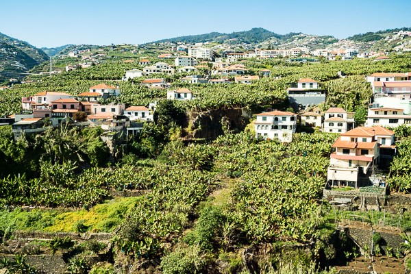 Bananenplantagen Madeira