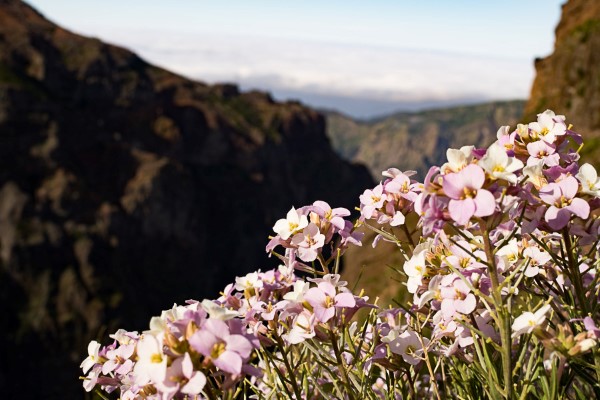 Panoramaweg Madeira