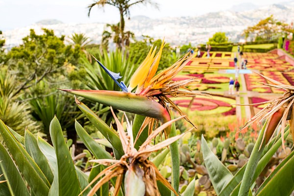 botanischer Garten Madeira