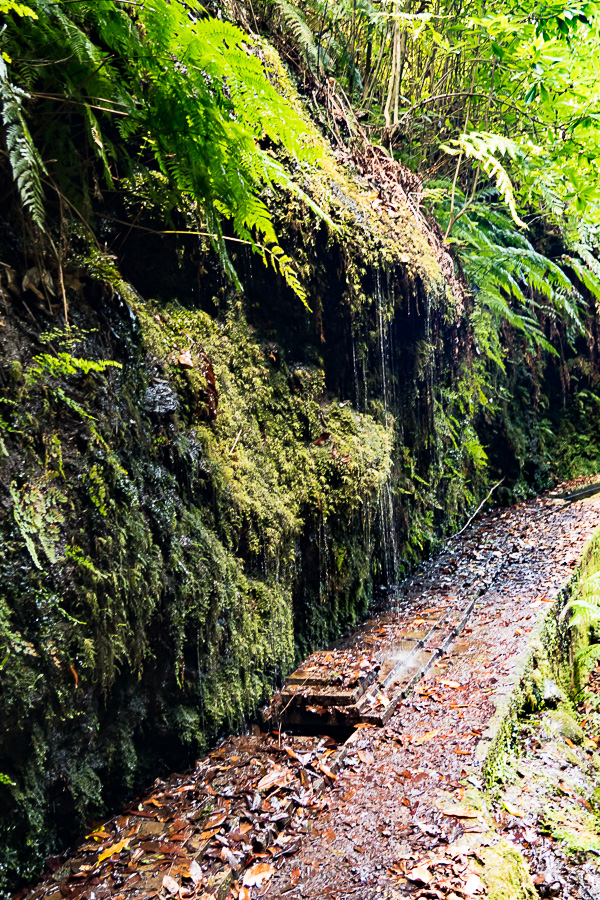 Levada Madeira