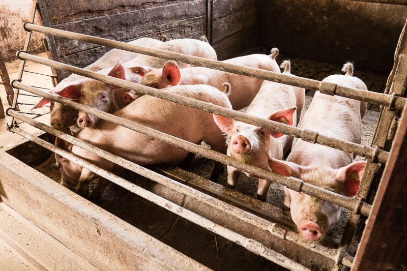 Schweine-Stall-Gailtal