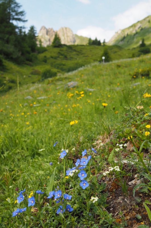 Bergkräuter im Grossarltal