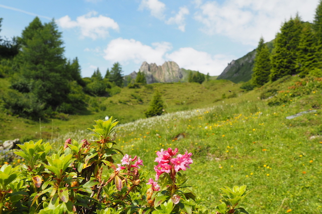 Kräuterwanderung Aula