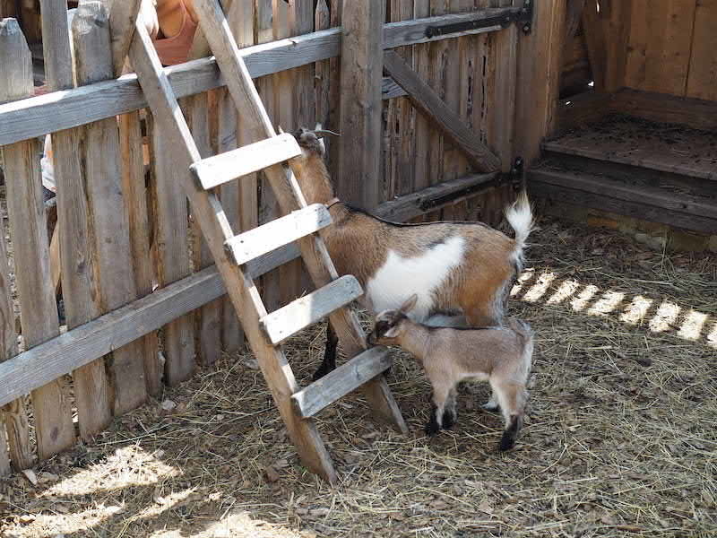 Babyziege im Feriendorf