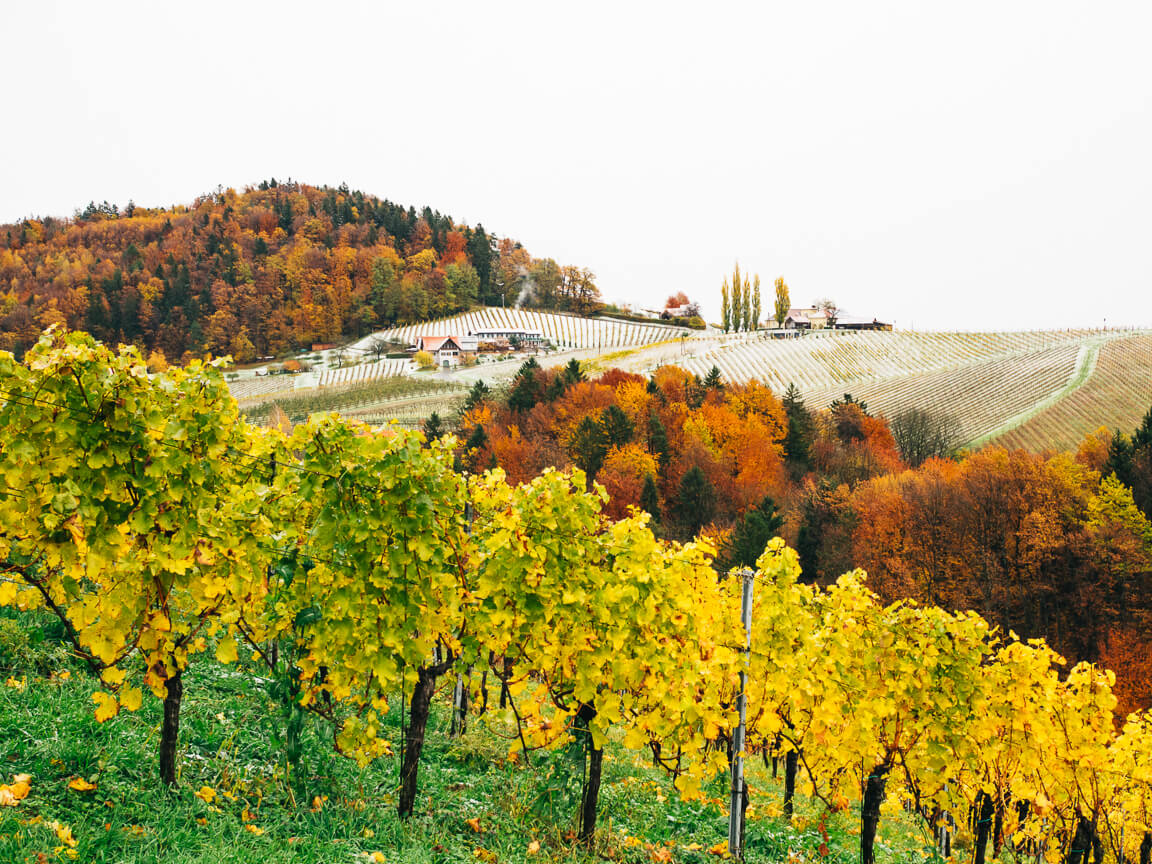 Gamlitz an der südsteirischen Weinstraße