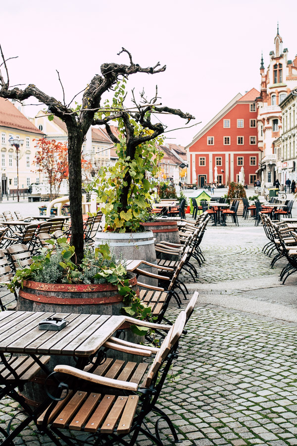 Weinkultur in Maribor