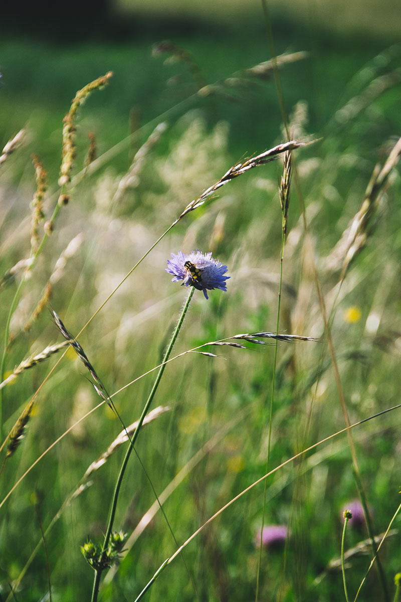 Fotografie-Nahaufnahme-Blumenwiese