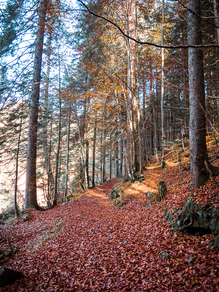 waldweg-herbst-nassfeld-kärnten