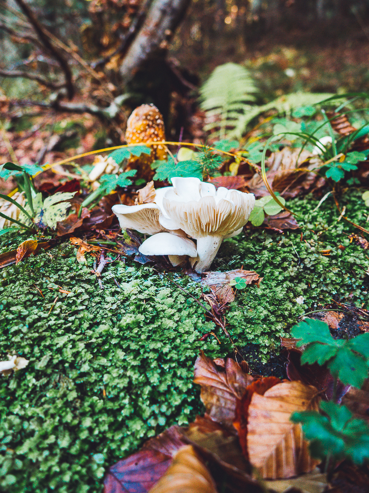 pilze-herbst-sammeln
