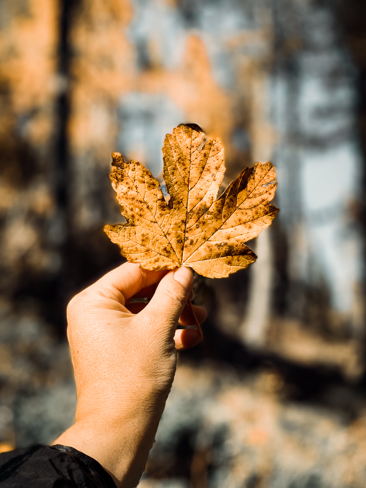 verfärbtes Herbstlaub