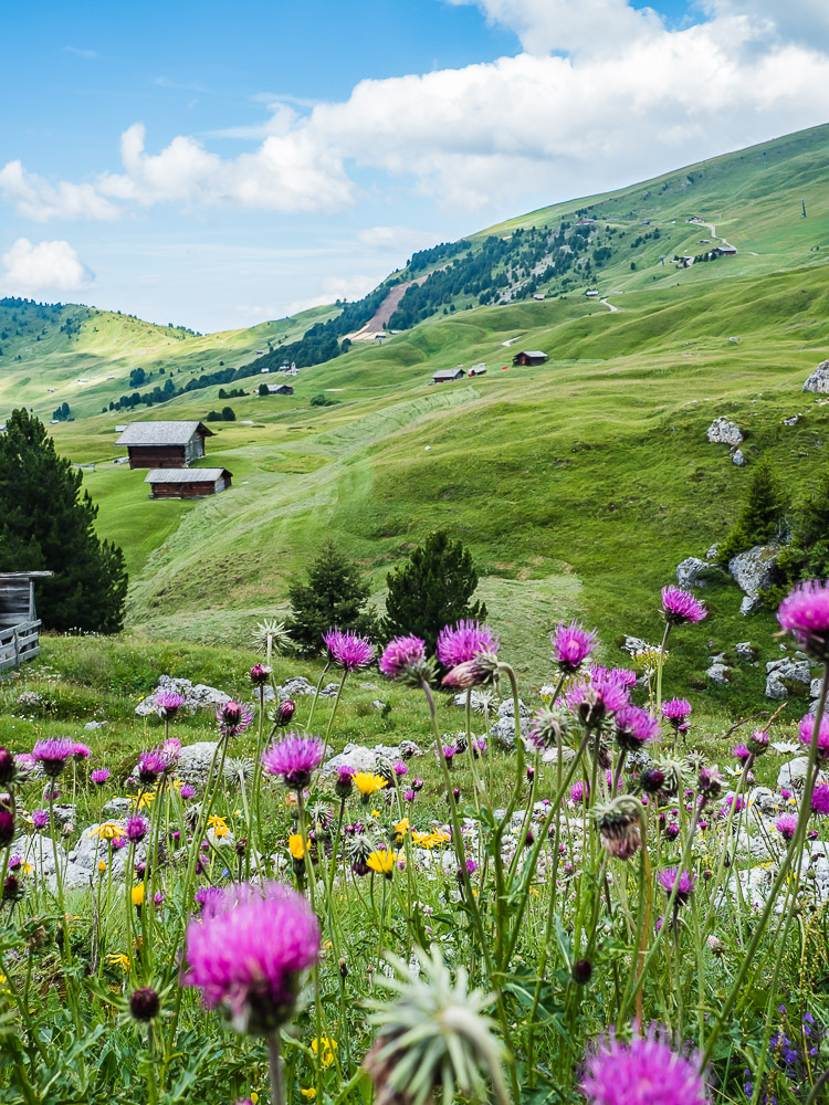 Col Raiser Alm Südtirol
