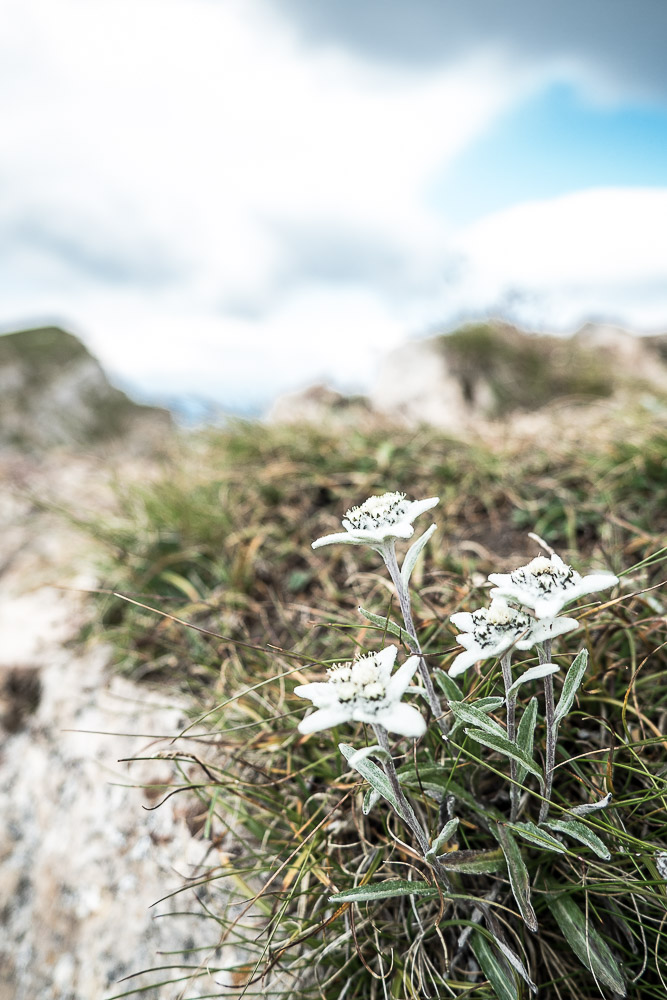 edelweiss-wandern-südtirol