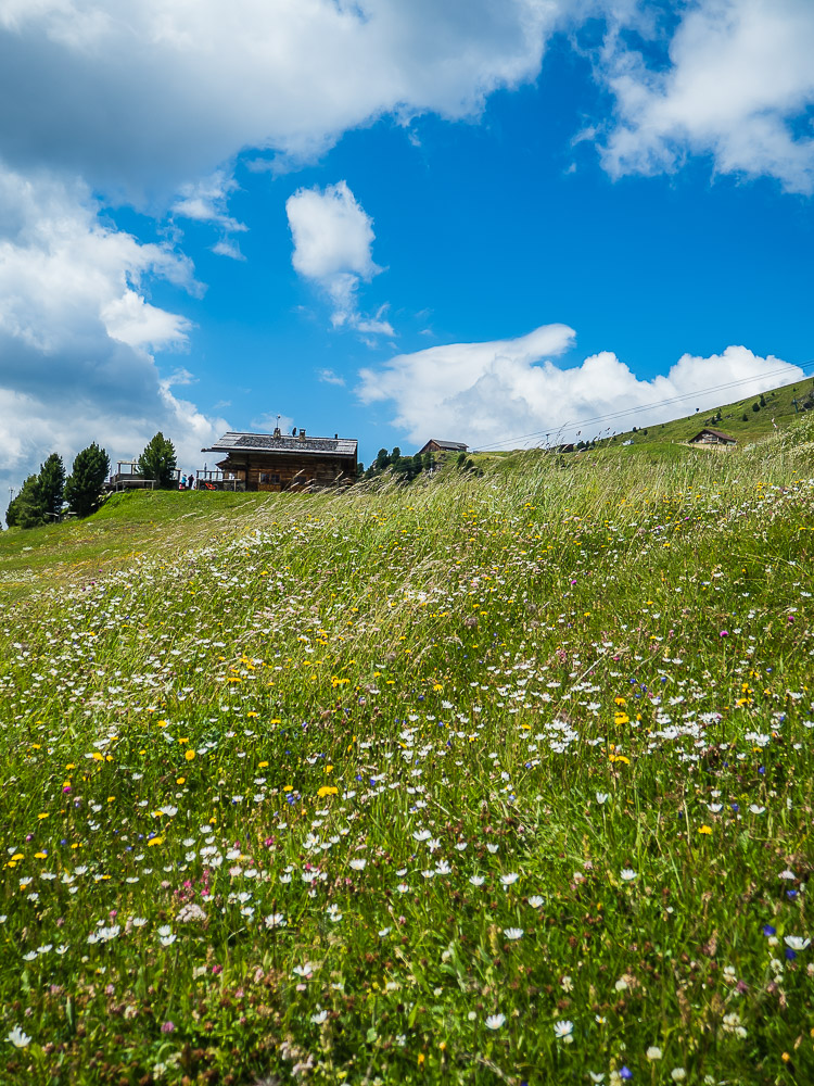 natur-almblumen-südtirol