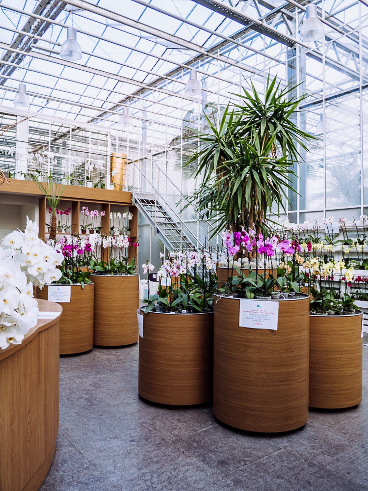 Shop-orchideen-dobrovnik-pomurje