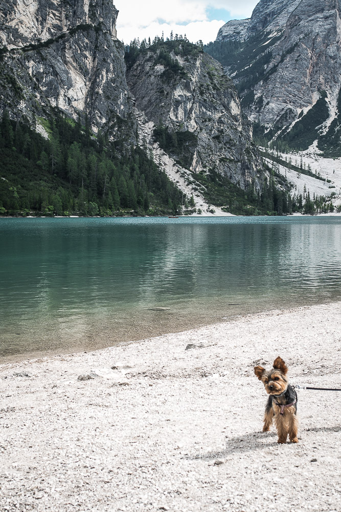 Ausflug-hund-prags