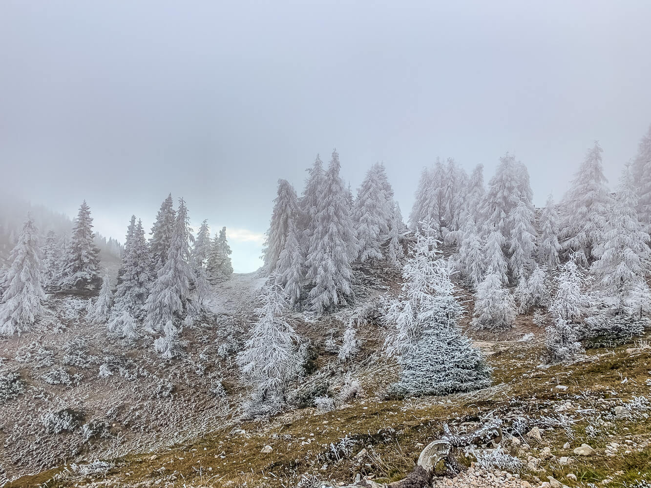 wanderung-dobratsch-bäume-vereist