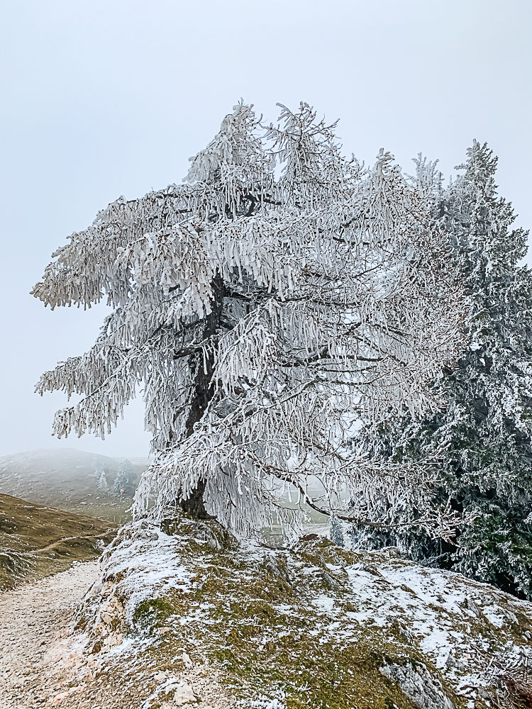 baum-frost-dobratsch