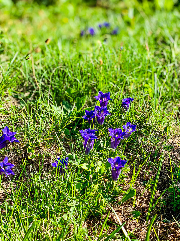 Enzian säumen den Weg enzian-blüte