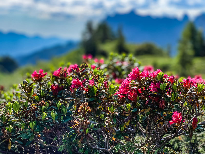 Almrosen in der Blüte almrosen