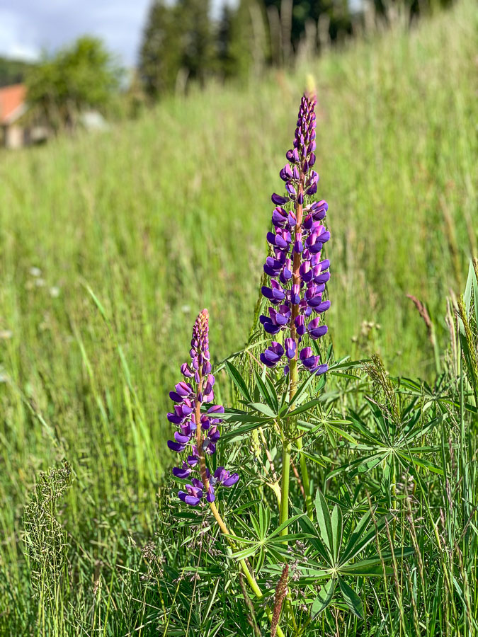 blume-sommer-mountainbiking