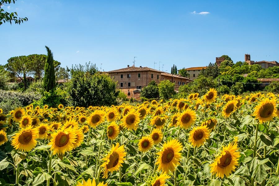 in voller Blüte stehende Sonnenblumen auf einem Feld in der Toskana