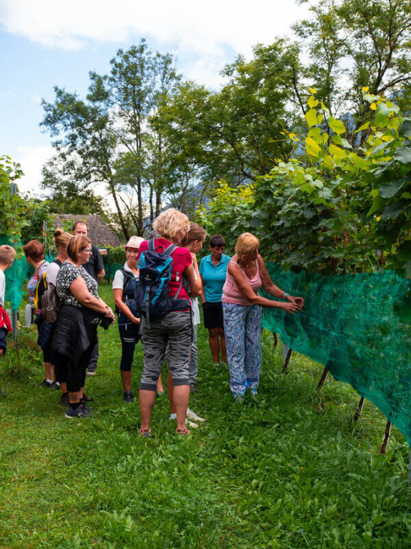 Erna erklärt der Wandergruppe, warum sie Netze um die Trauben spannen muss