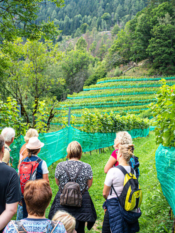 Erna geht mit der Wandergruppe durch den Weinberg