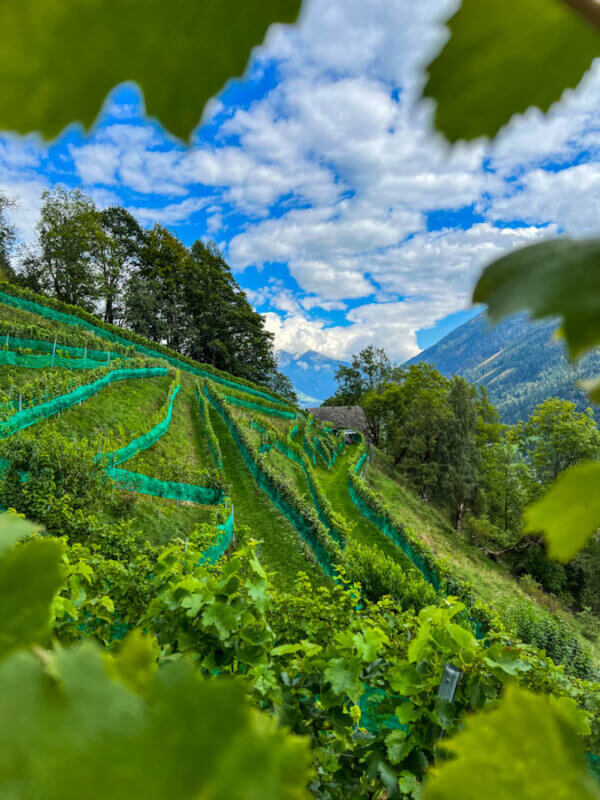 Blick in den Weinberg im Mölltal