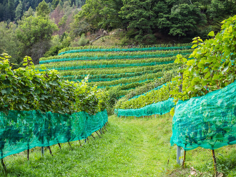 Blick in die Rebstöcke bei der Weinbergwanderung im Mölltal